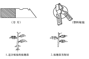 <font color='#006428'>番茄簡易嫁接法 輕松嫁接一學就會</font>