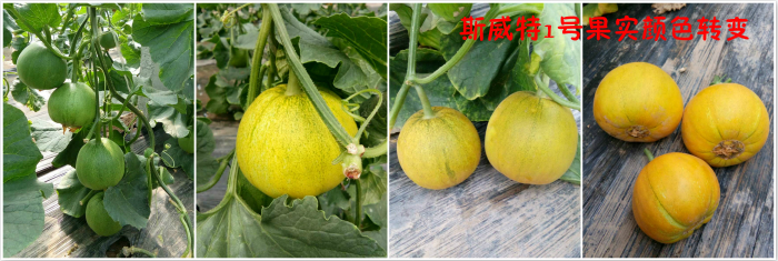 斯威特1號甜瓜