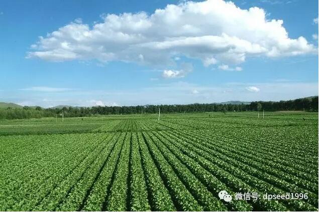 重慶官莊村發展果蔬種植帶領全區致富