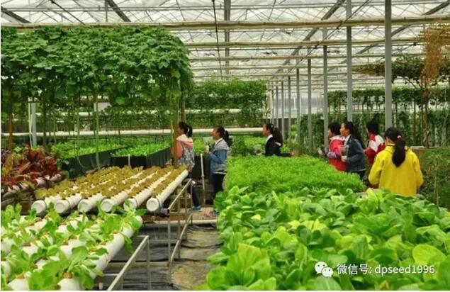 奉節蔬菜種植企業結盟走農旅融合之路