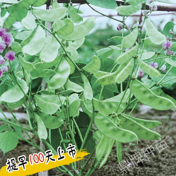 早熟扁豆種子紅花1號