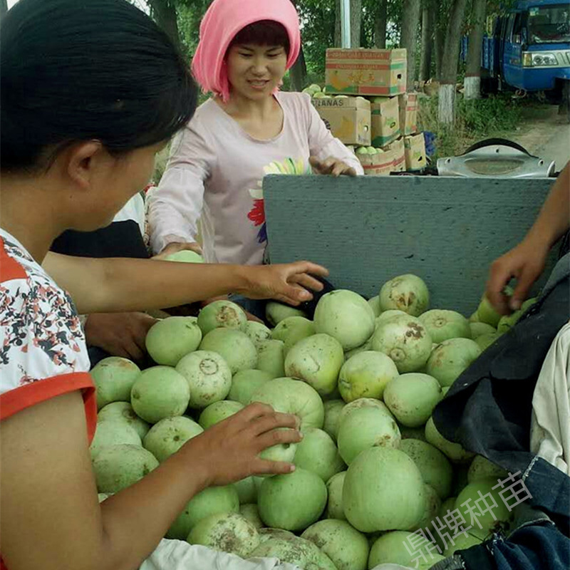 蔬菜種子種植戶鼎牌種植戶-甜瓜種植戶喜獲豐收（濟寧）