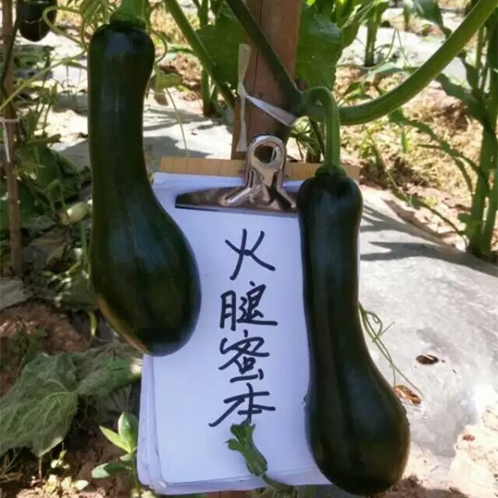 宜賓種植戶1