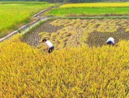 山東青島市出臺《關于扎實推進農村集體產權制度改革的意見》