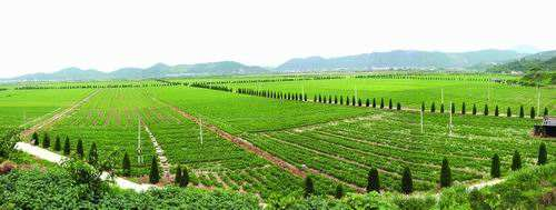 蔬菜種植基地圖