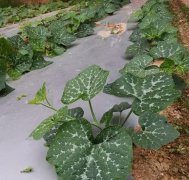 蔬菜種子種植戶客戶點評-無需噴農藥的蔬菜，栽培簡單、效益高！