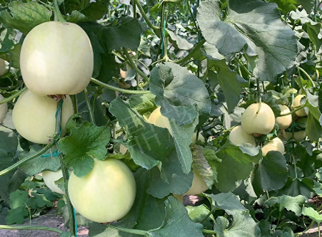 蔬菜種子種植戶客戶點評-“玉奶香2號”甜瓜，真的有那么好嗎？